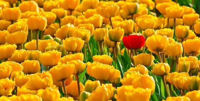 tulpes-ziedai-laukas