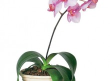 Kambarinė gėlė – orchidėja ( gegužraibė )