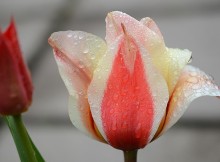 tulip-tulpiu-ziedu-prazydinimas
