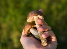 mushrooms-grybai-ranka