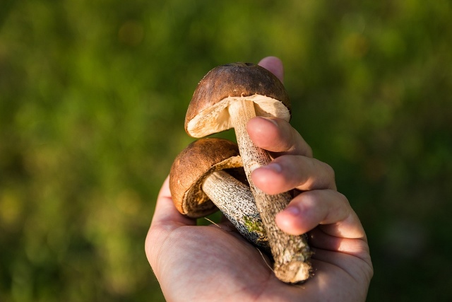 mushrooms-grybai-ranka