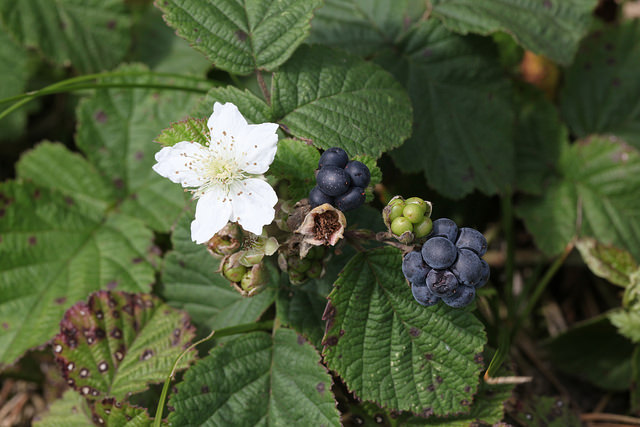 Paprastoji gervuogė-Rubus caesius