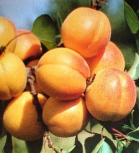 abrikosai