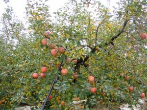 Obelų ir kriaušių genėjimas