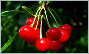 Vyšnių ir trešnių genėjimas