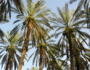 Palmės