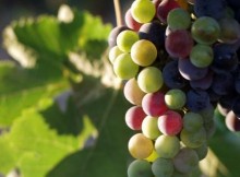 Vynuogės – kaip prižiūrėti?