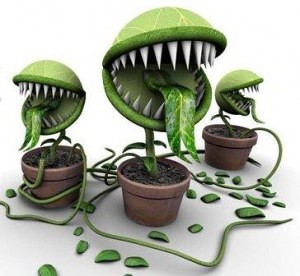 Pavojingi kambariniai augalai