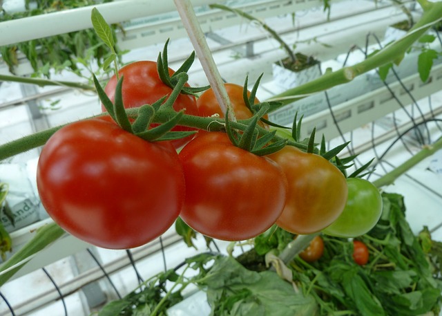 pomidorai siltnamis